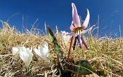 17  Erythronium dens-canis e Crocus...